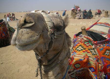 08 Our camel, I call him Big Nose